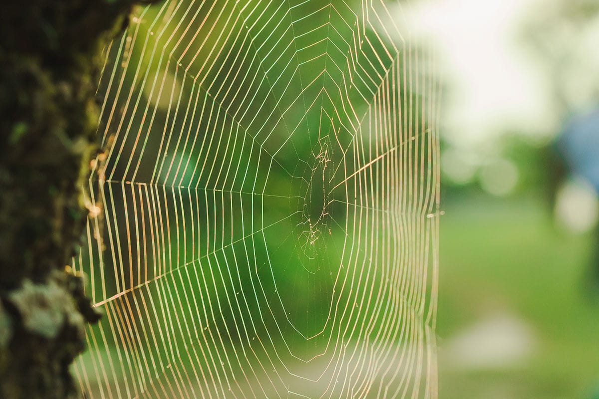 A spider web representing the miracle of life.