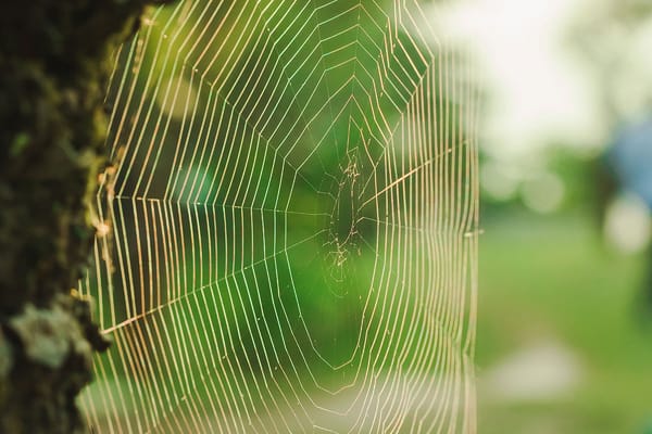 A spider web representing the miracle of life.